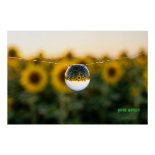 Golden Sunflower Reflected in a Morning Dewdrop Poster