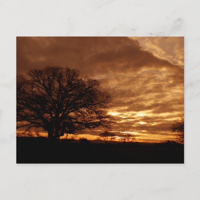 Golden sunset California Postcard (Front)