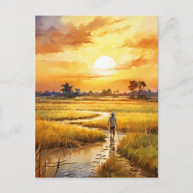 Golden Sunset Over Rural Rice Fields Postcard (Front)