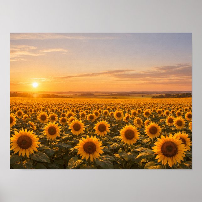 Golden Sunset Sunflower Field Poster (Front)
