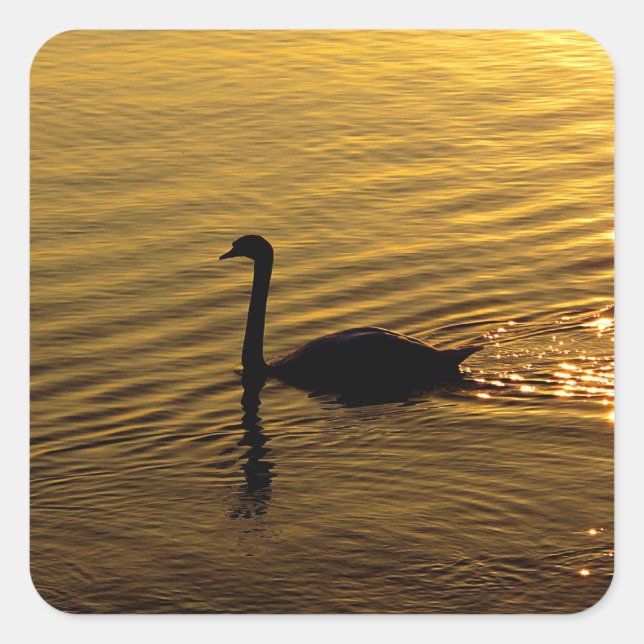 Golden Swan Square Sticker (Front)