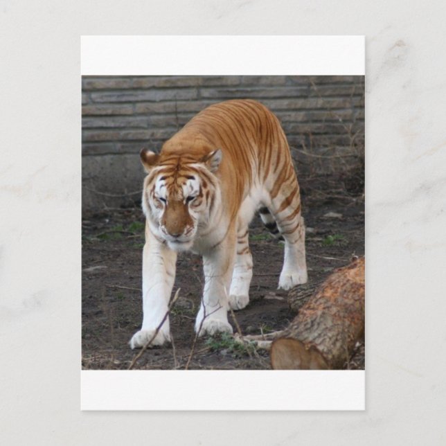 Golden Tabby Tiger 1 Postcard (Front)