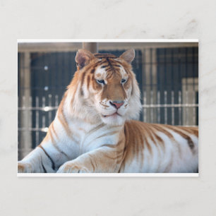 Golden Tabby  tiger at Cougar Mountain Zoo 1 Postcard