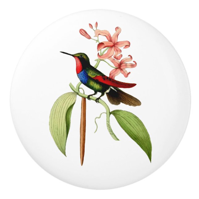 Golden Tailed Sapphire Hummingbird Ceramic Knob (Front)