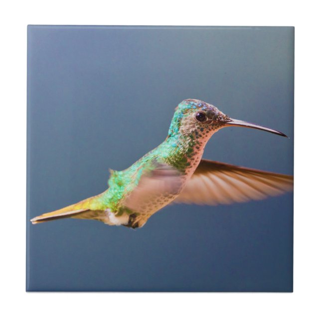 Golden Tailed Sapphire Hummingbird in Flight Tile (Front)