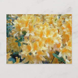Golden Throated Yellow Azaleas flowers Postcard