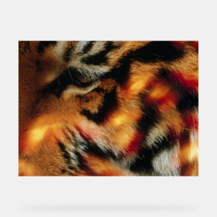Golden Tiger Eye Close-Up Wildlife Poster