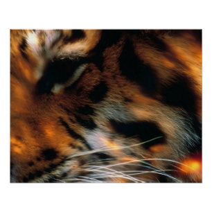 Golden Tiger Eye Close-Up Wildlife Poster