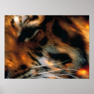 Golden Tiger Eye Close-Up Wildlife Poster