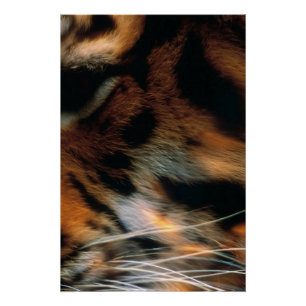 Golden Tiger Eye Close-Up Wildlife Poster