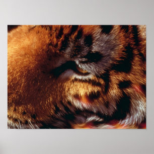 Golden Tiger Eye Close-Up Wildlife Poster
