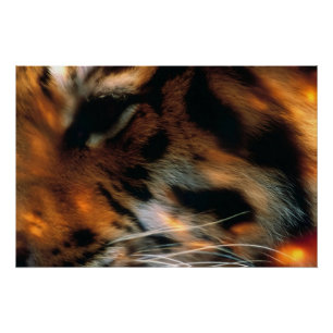 Golden Tiger Eye Close-Up Wildlife Poster