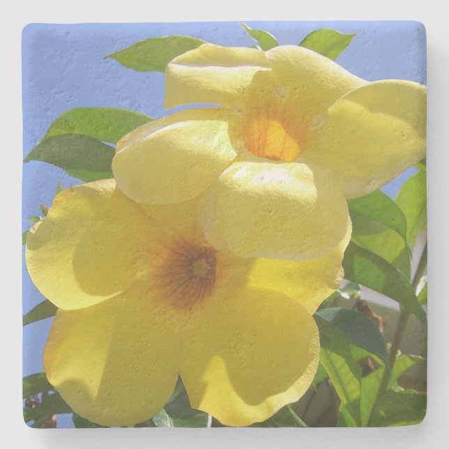 Golden Trumpet Flowers I Stone Coaster (Front)