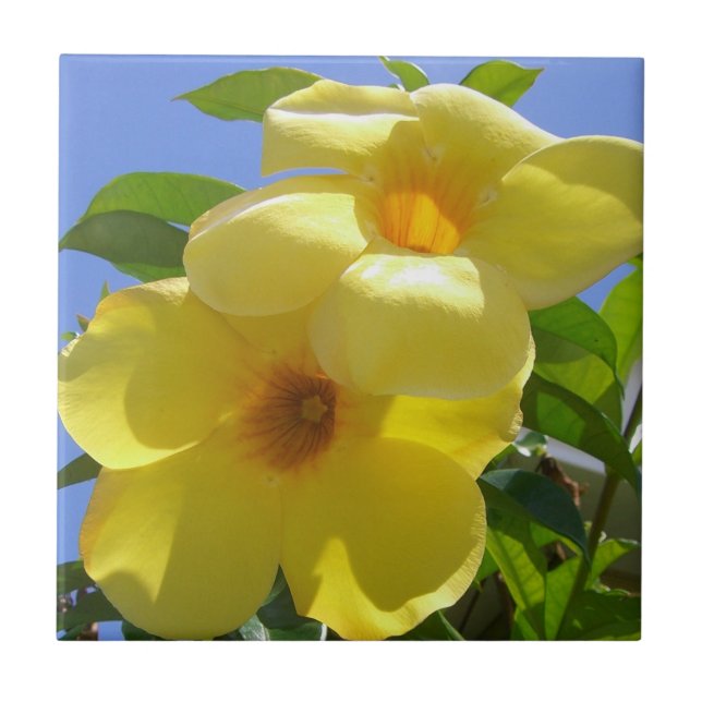 Golden Trumpet Flowers I Tile (Front)