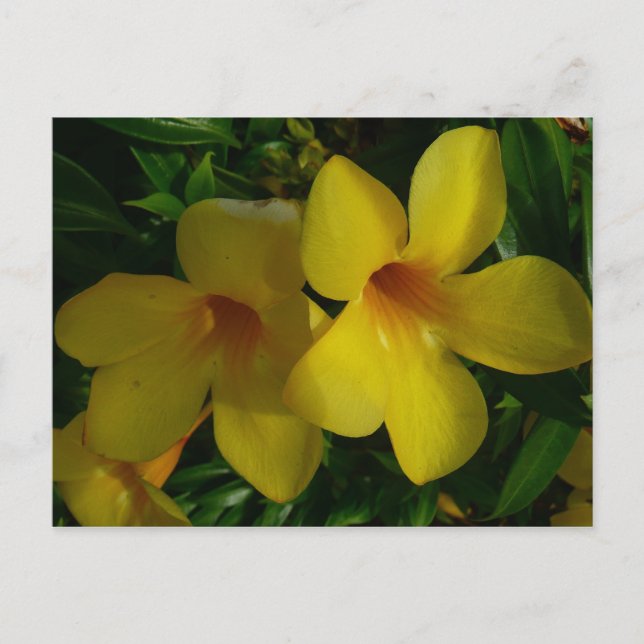 Golden Trumpet Flowers II Tropical Postcard (Front)