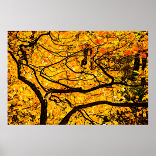 Golden Veins Of Autumn Poster