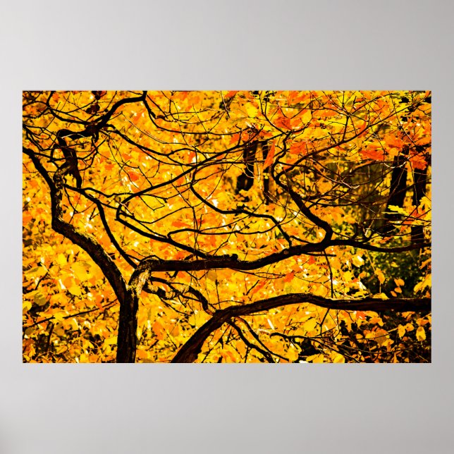 Golden Veins Of Autumn Poster (Front)
