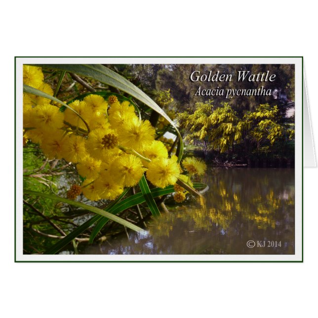 Golden Wattle - Acacia pycnantha (Front Horizontal)