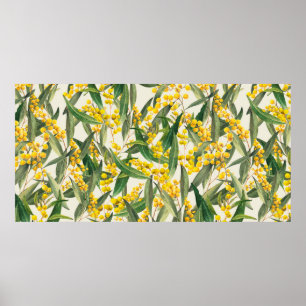 Golden Wattle (Acacia pycnantha) is Australia's na Poster
