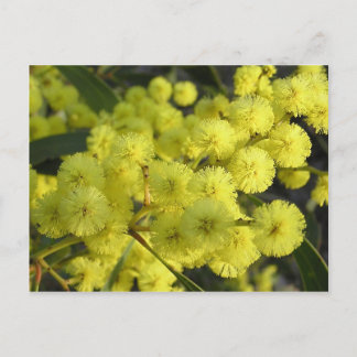Golden Wattle Postcard