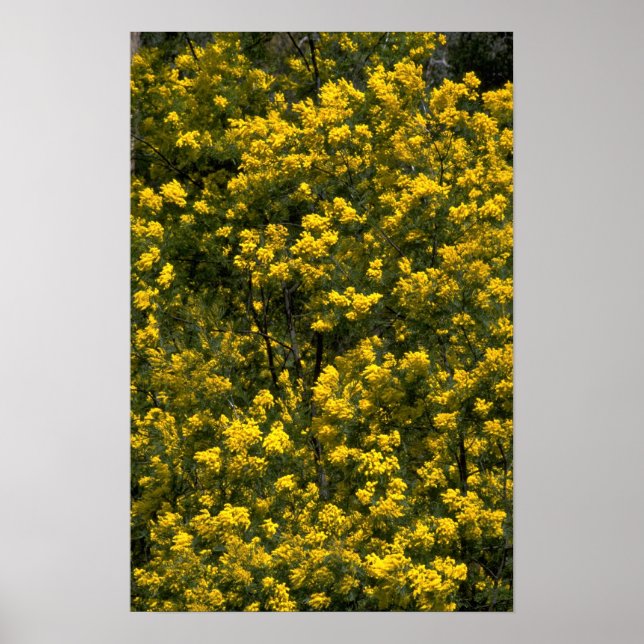 Golden wattle poster (Front)