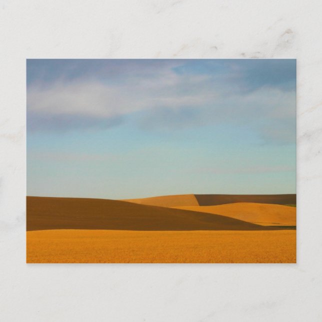 Golden Wheat Fields in Palouse Region Postcard (Front)