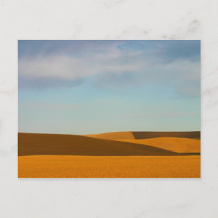 Golden Wheat Fields in Palouse Region Postcard