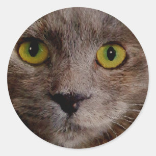 "Golden Whiskers: A Brown Kitten in Oil Paint" Classic Round Sticker