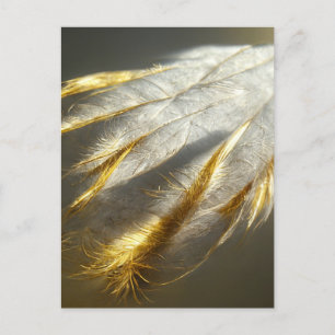 Golden white feathers postcard