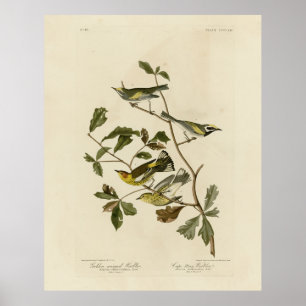 Golden-winged & Cape May Warblers, Audubon's Birds Poster
