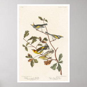 Golden-winged Warbler and Cape May Warbler Poster