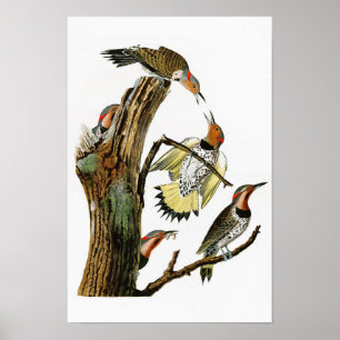 Golden-winged Woodpecker Audubon Birds of America Poster