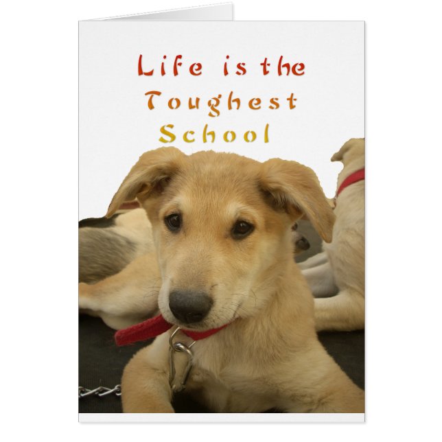 Golden Wisdom: A Dog's-Eye View of Life's School (Front)