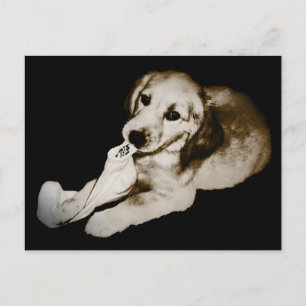 "Golden with Sock" Postcard