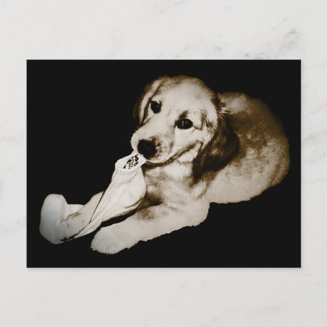 "Golden with Sock" Postcard (Front)