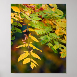 Golden Yellow and Green Autumn Leaves on a Branch Poster
