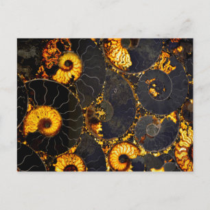Golden yellow black fossil Nautilus Postcard