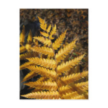 Golden Yellow Fern Fall Leaves Photo