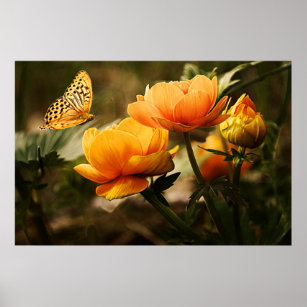 Golden yellow flowers and butterfly poster