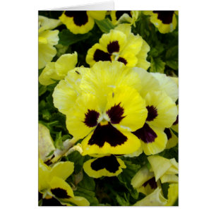 Golden Yellow Pansies On Bush,