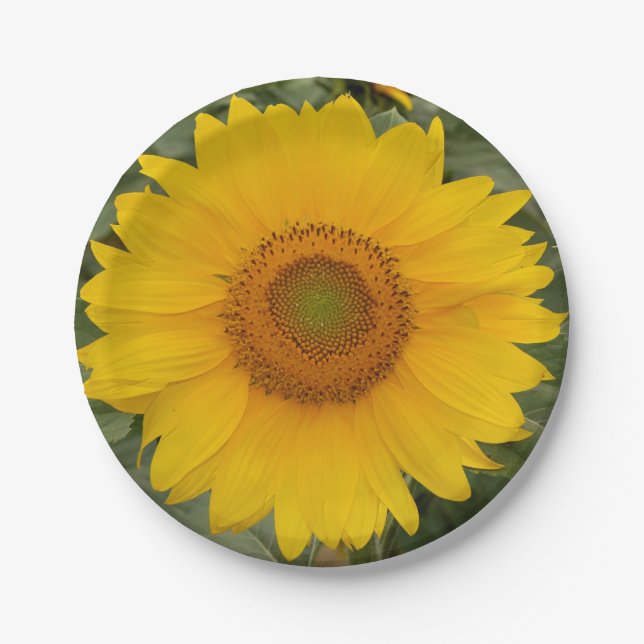 Golden Yellow Sunflower Paper Plates (Front)