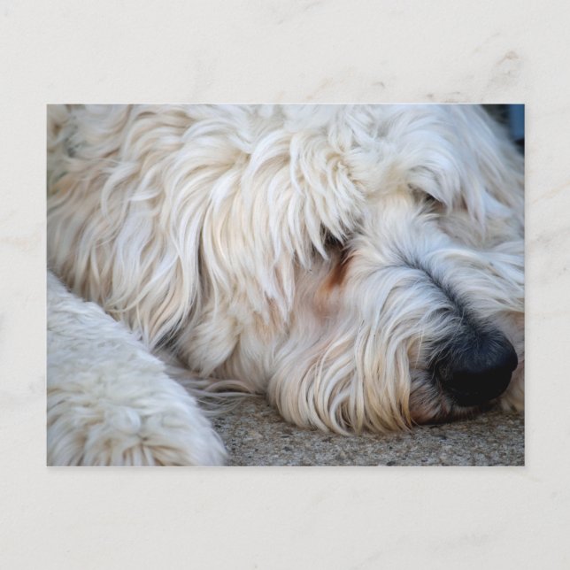 Goldendoodle background  postcard (Front)