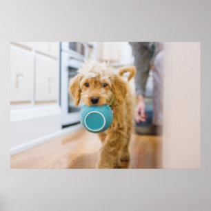 Goldendoodle Carrying Dinner Bowl Poster