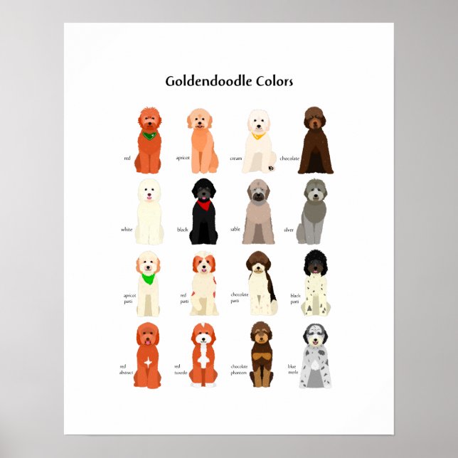 Goldendoodle colors poster (Front)