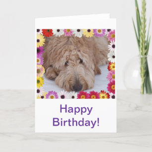 GoldenDoodle Dog in Colourful Flowers Birthday Car Card