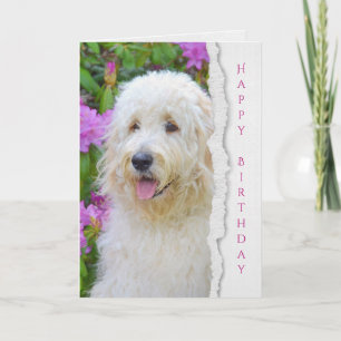 Goldendoodle dog in garden birthday card