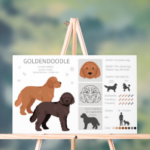 Goldendoodle dog mix acrylic sign
