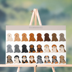 Goldendoodle dog mix acrylic sign