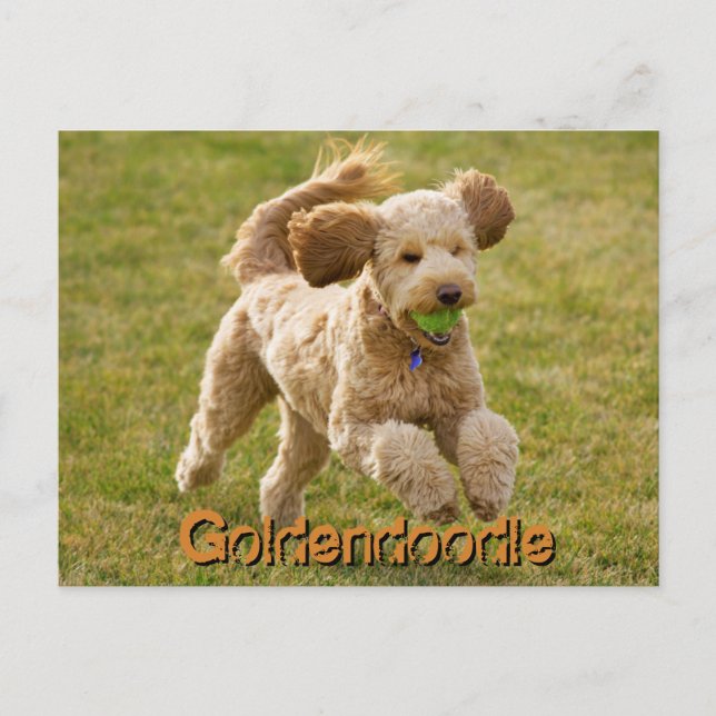 Goldendoodle Dog with Ball Postcard (Front)