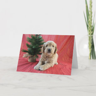 Goldendoodle Holiday Card